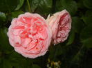 Rose Pleasure (2014, June 07)