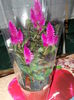 Celosia