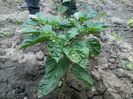 Habanero 2014-07-04 15.18.40