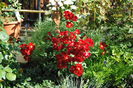 Bienenweide Rot