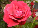 Rose Blaze Superior (2014, June 07)