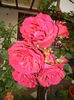 Rose Blaze Superior (2014, June 07)