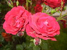 Rose Blaze Superior (2014, June 07)
