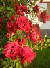 Rose Blaze Superior (2014, June 09)