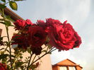 Rose Blaze Superior (2014, June 09)