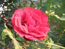 Rose Blaze Superior (2014, June 09)