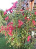 Rose Blaze Superior (2014, June 09)