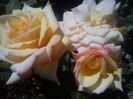 DSC00933