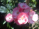 DSC00955