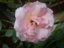 DSC00832