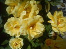 DSC00945