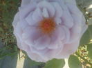DSC00918