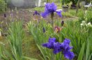 ansamblu