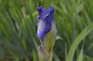 victoria falls bud