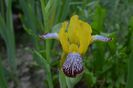 iris variegata