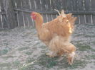 Picture 002