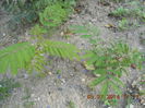 DSCN3226