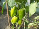 DSCN3243