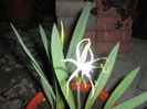 hymenocallis harrisiana