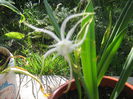 hymenocallis harrisiana