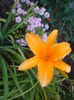 hemerocallis