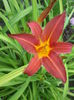 hemerocallis