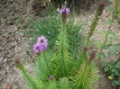 liatris