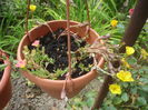 portulaca