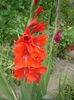 gladiola