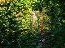DSCN0098
