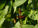 DSCN9982