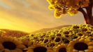 3d_sunflowers-1920x1080