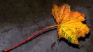 autumn-leaf-1080x1920