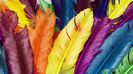 colorful_feathers_2-1920x1080