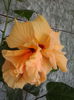 Classic Apricot