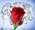 Rose_Splash-wallpaper-9597218