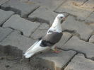 Picture 3265