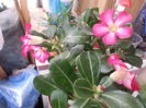 adenium