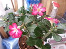 adenium