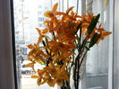 dendrobium