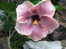 Hibiscus Ana Lyn