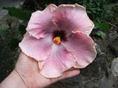 Hibiscus Ana Lyn