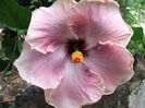 Hibiscus Ana Lyn