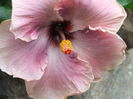 Hibiscus Ana Lyn