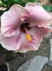 Hibiscus Ana Lyn