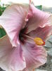 Hibiscus Ana Lyn