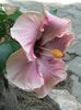 Hibiscus Ana Lyn