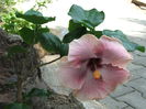 Hibiscus Ana Lyn