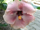 Hibiscus Ana Lyn
