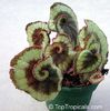 begonia rex 16